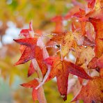 Ambrovník styraxový (Liquidambar styraciflua)  - výška 250-260 cm, kont. C45L - TVAROVANÁ STRECHA